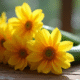 Fleurs de zucchini fraîches sur une table en bois rustique